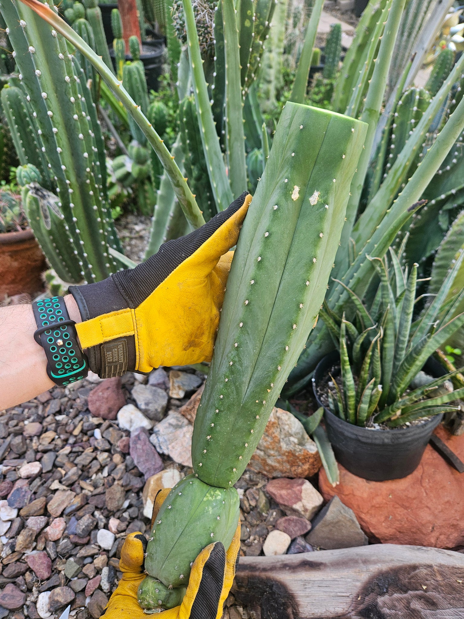 san pedro cactus tucson Tucson Fats Mid Cut – Gene's Greens & Aquatics