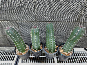 Rooted Stenocereus 10"-12"