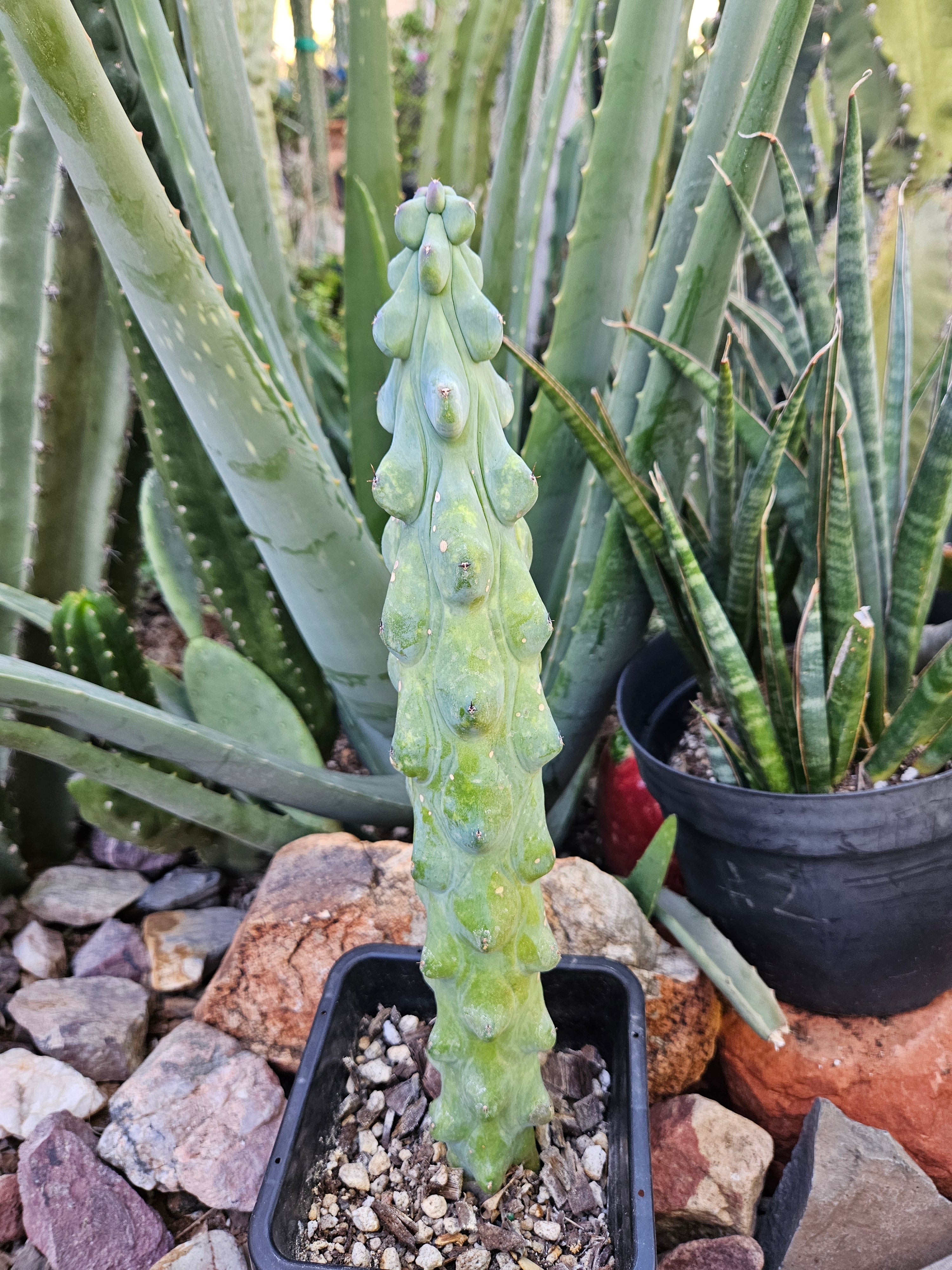 Boobie Cactus