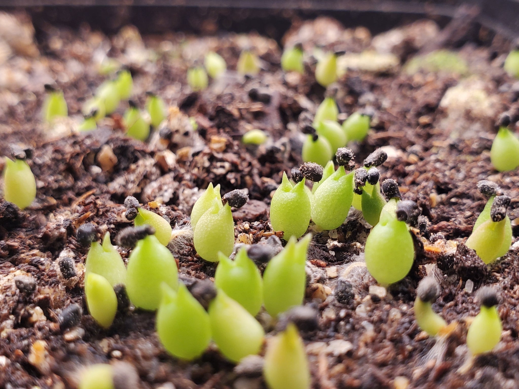 cactus seedling Fishhook Barrel Cactus Seeds – Gene's Greens & Aquatics